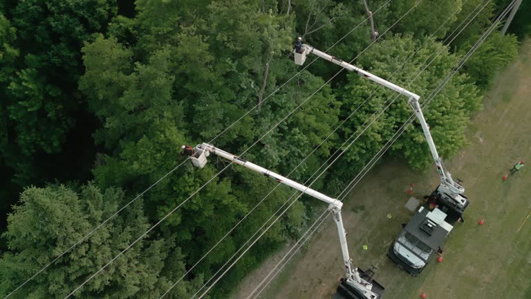 Best Emergency Tree Removal  in Carpentersvle, IL